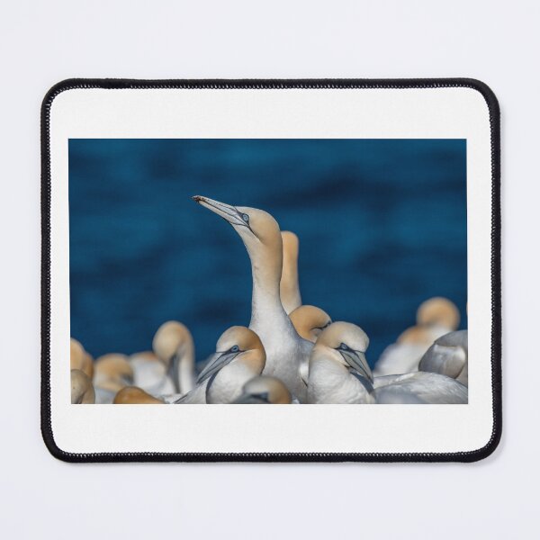 Item preview, Northern Gannet designed and sold by Julie Laferrière.