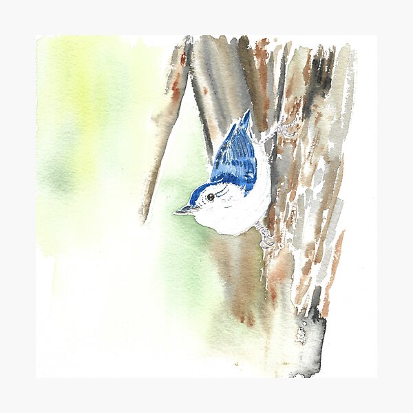 Item preview, White-breasted nuthatch designed and sold by GiselleSellier.