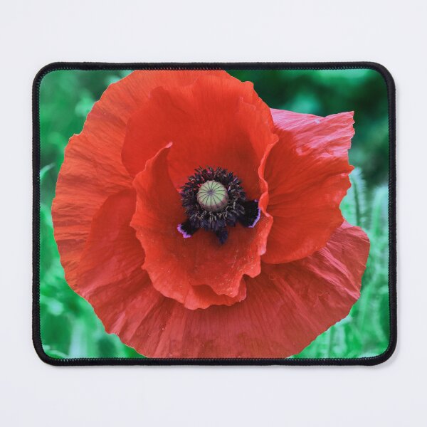 Item preview, A Solitary Poppy designed and sold by Tom McPherson Photography.