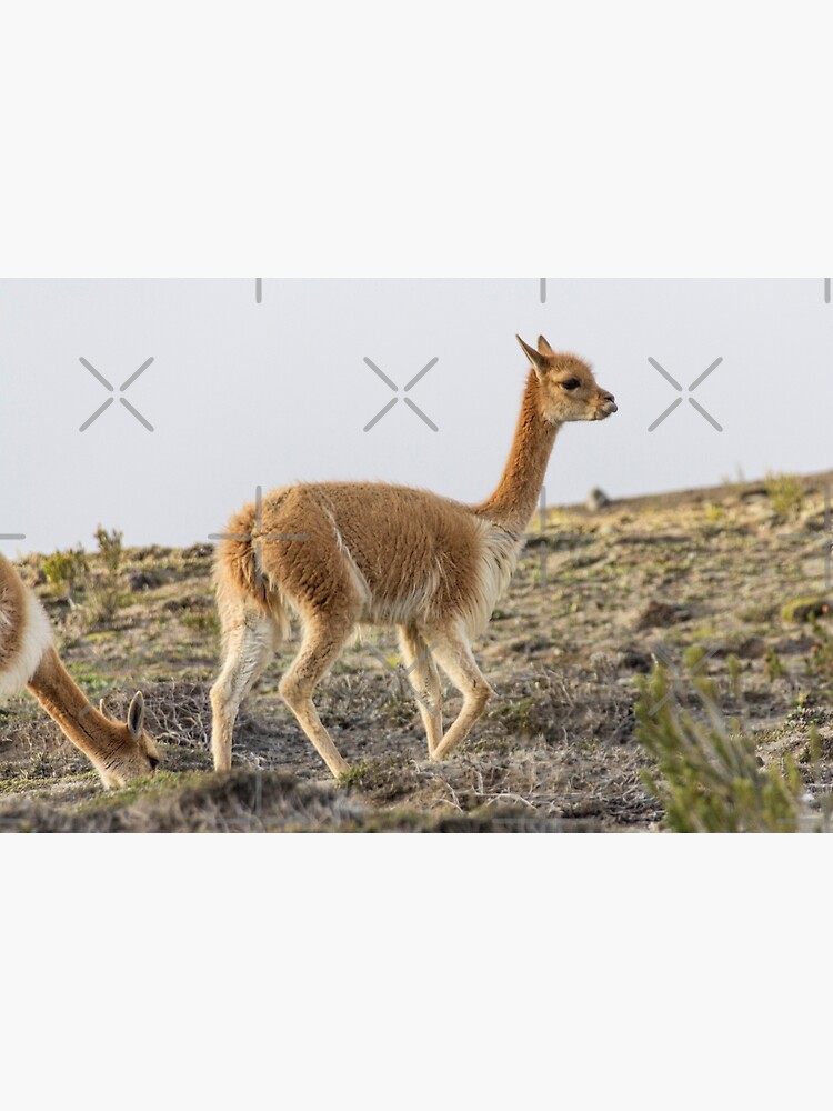 Wild vicuna on mountain hillside by kpander