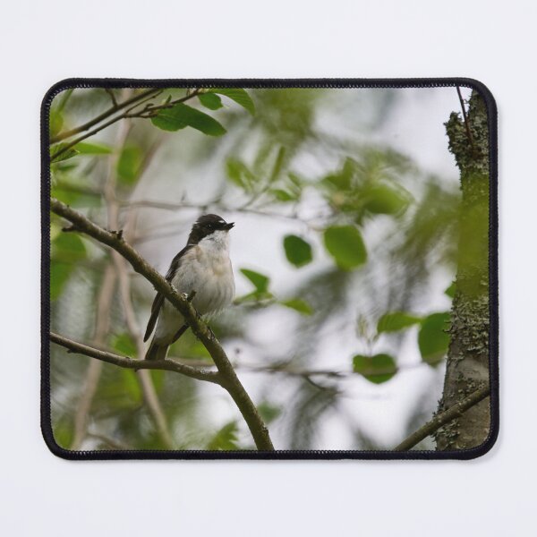 Item preview, In the wind. European pied flycatcher designed and sold by Jouko Lehto Photography.