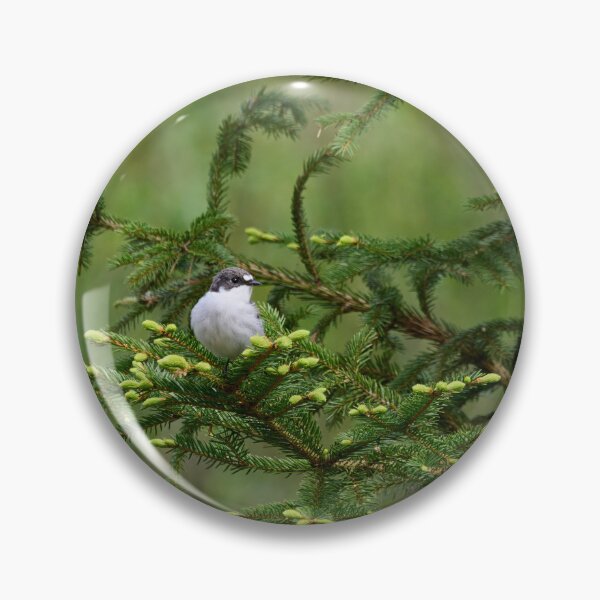 Item preview, Sprucecheck. European pied flycatcher designed and sold by Jouko Lehto Photography.