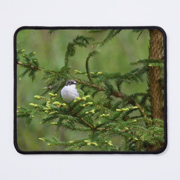 Item preview, Sprucecheck. European pied flycatcher designed and sold by Jouko Lehto Photography.