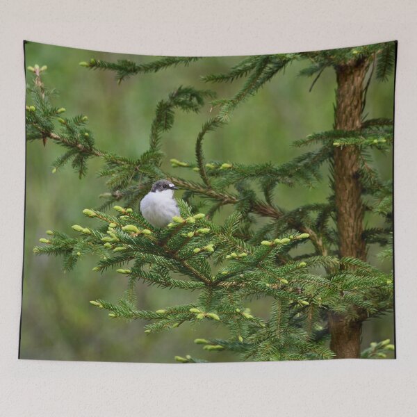 Item preview, Sprucecheck. European pied flycatcher designed and sold by Jouko Lehto Photography.