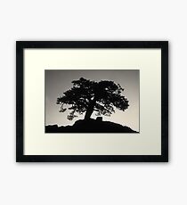 B&W Pine 1 Framed Print