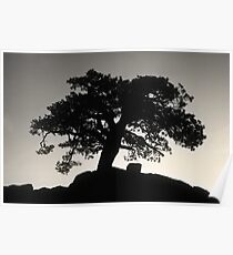 B&W Pine 1 Poster