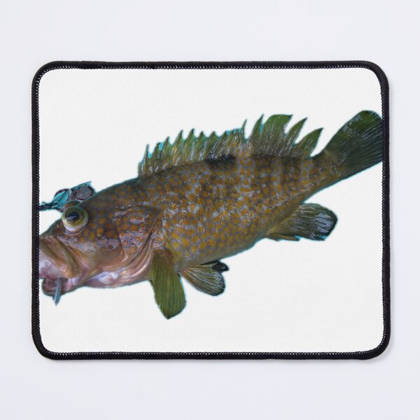 Item preview, 006 Kijihata – The red-spotted coastal king designed and sold by taichi69nz.