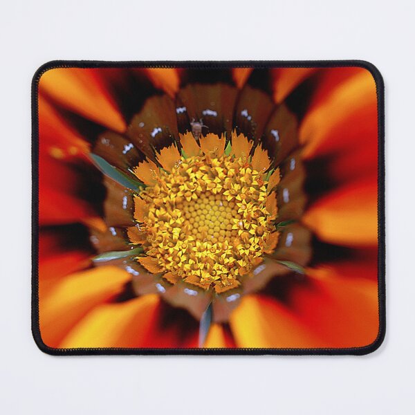 Item preview, Gazania Dancing ( 2 ) designed and sold by Larry Davis.