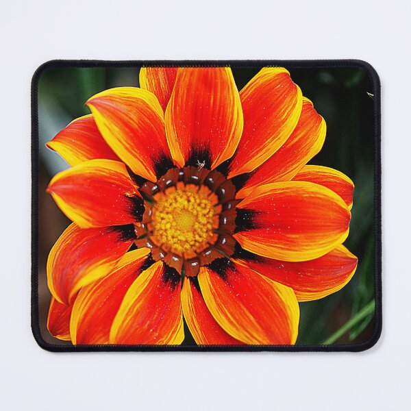 Item preview, Gazania Dancing ( 1 ) designed and sold by Larry Davis.