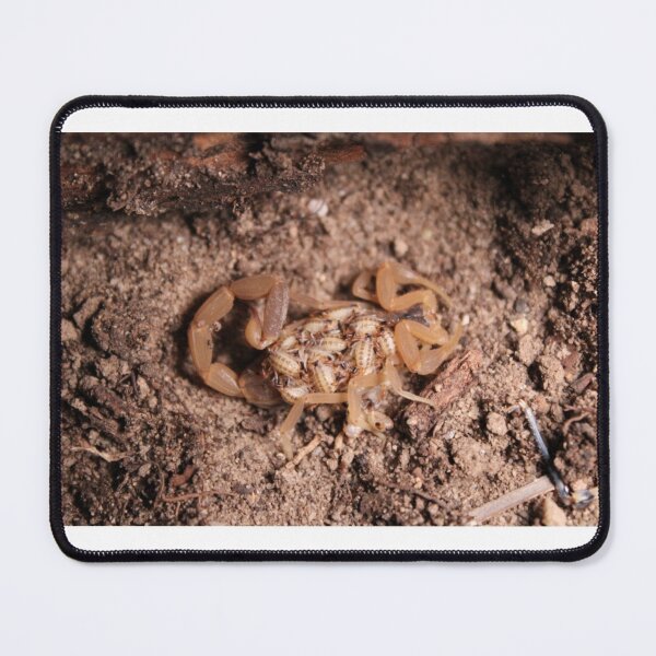 Item preview, Motherly Presence designed and sold by Rekindled Nature Photography.