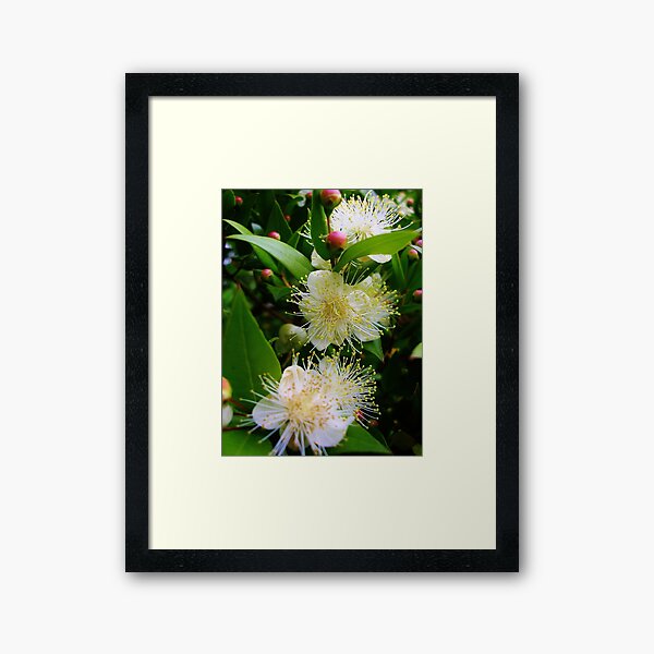 Item preview, Myrtus communis (Myrtle) designed and sold by lezvee.