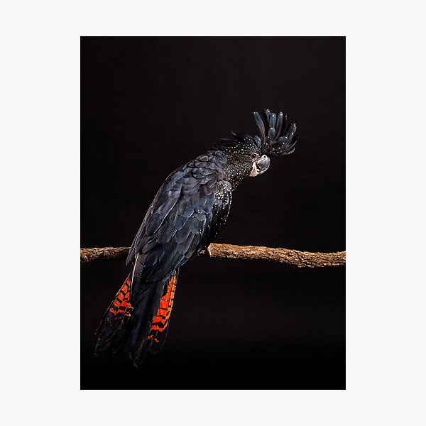 Red-tailed Black Cockatoo Studio Portrait #5 Photographic Print