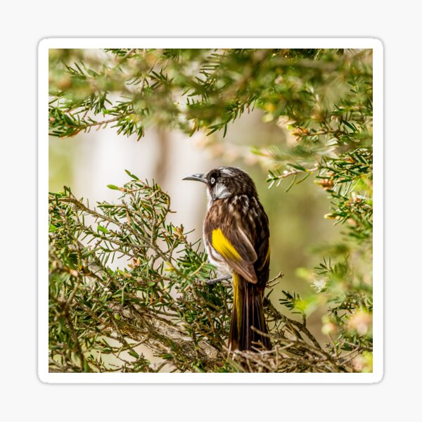 New Holland Honeyeater Sticker