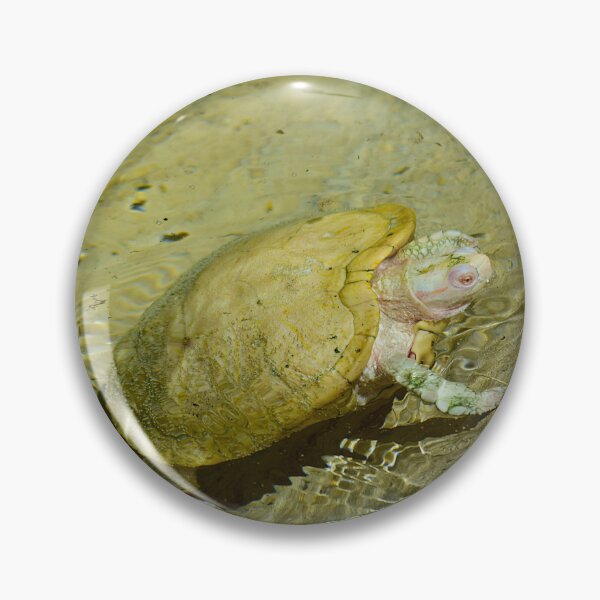 Item preview, Albino Red Eared Slider Turtle designed and sold by MercerImages.