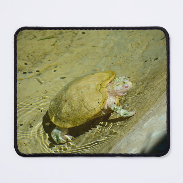 Item preview, Albino Red Eared Slider Turtle designed and sold by MercerImages.