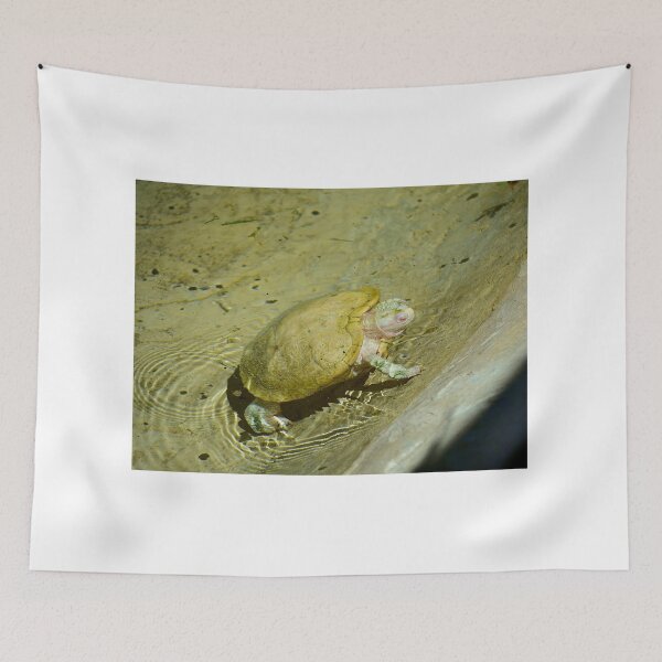 Item preview, Albino Red Eared Slider Turtle designed and sold by MercerImages.