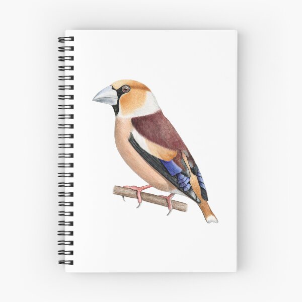 Item preview, Hawfinch designed and sold by Holly Grogan Art.