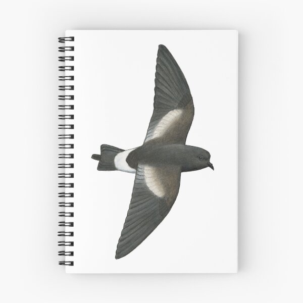 Item preview, Wilson's Storm Petrel designed and sold by Holly Grogan Art.