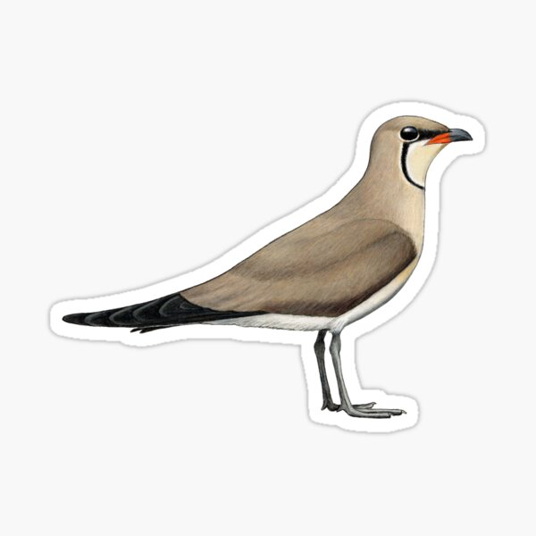 Item preview, Oriental Pratincole designed and sold by Holly Grogan Art.