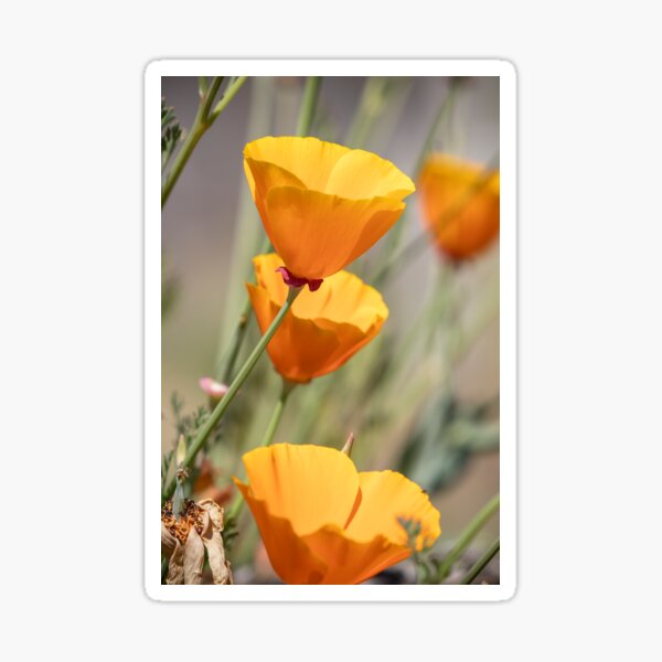 Yellow Flora Sticker