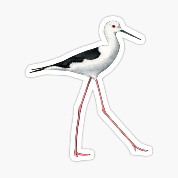 Item preview, Black-winged Stilt designed and sold by Holly Grogan Art.