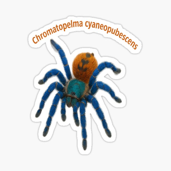 Artikel-Vorschau von Chromatopelma cyaneopubescens – Flaschenblaue Vogelspinne, designt und verkauft von MutedMouse.