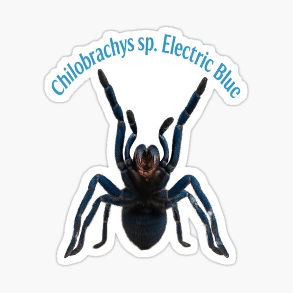 Artikel-Vorschau von Chilobrachys sp. Electric Blue – Tarantula Art in Verteidigungshaltung, designt und verkauft von MutedMouse.
