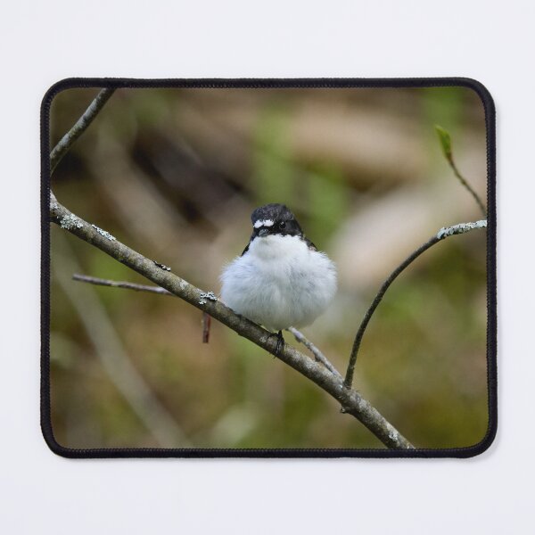 Item preview, Downball. European pied flycatcher designed and sold by Jouko Lehto Photography.