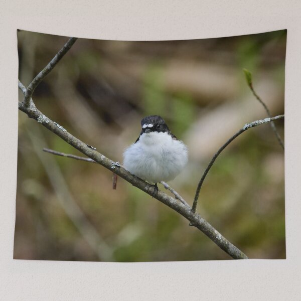 Item preview, Downball. European pied flycatcher designed and sold by Jouko Lehto Photography.