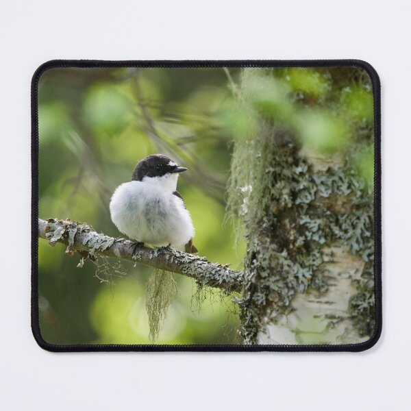 Item preview, Light greens of early summer. European pied flycatcher designed and sold by Jouko Lehto Photography.