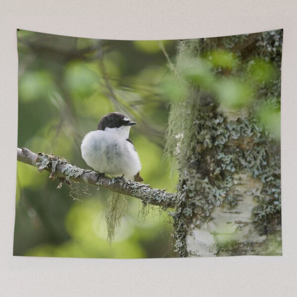 Item preview, Light greens of early summer. European pied flycatcher designed and sold by Jouko Lehto Photography.