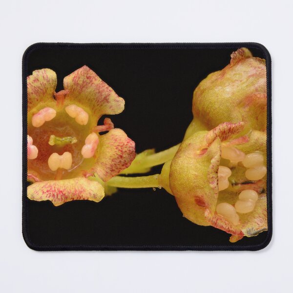 Item preview, Macro Photo of Tiny Yellow-Red Spotted Flowers designed and sold by Goiko7Margarita.