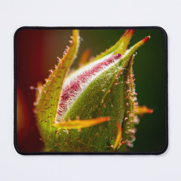 Item preview, Rosebud Macro designed and sold by Robert Lynch.