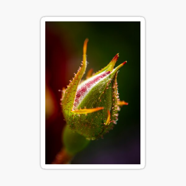 Item preview, Rosebud Macro designed and sold by Robert Lynch.