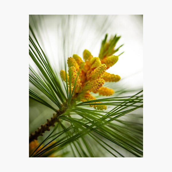 Item preview, Pine Buds designed and sold by Robert Lynch.