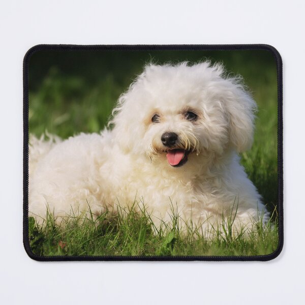 Item preview, Adorable Bichon Frise Dog Lying on Grass designed and sold by TheAnimalZ00.