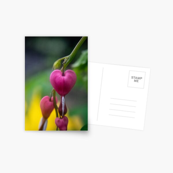 Item preview, Bleeding Heart Flower Photography designed and sold by TriciaPhotos.