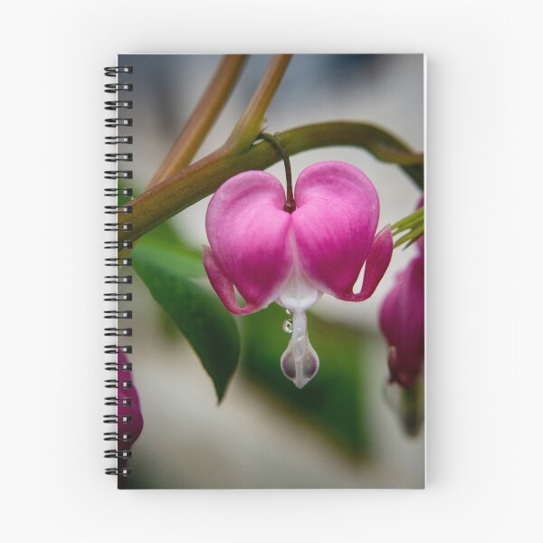 Item preview, Bleeding Heart Flower Photography designed and sold by TriciaPhotos.