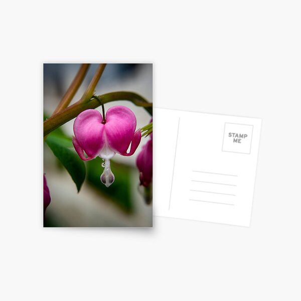 Item preview, Bleeding Heart Flower Photography designed and sold by TriciaPhotos.