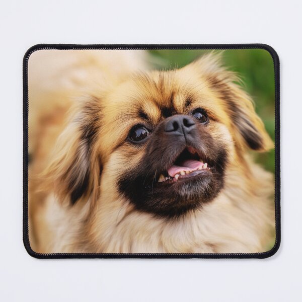 Item preview, Playful Tibetan Spaniel Dog Portrait designed and sold by TheAnimalZ00.