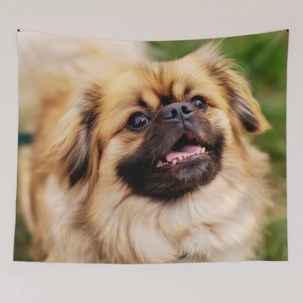 Item preview, Playful Tibetan Spaniel Dog Portrait designed and sold by TheAnimalZ00.