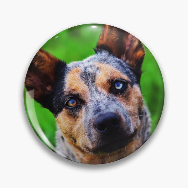 Item preview, Curious Australian Cattle Dog Close-Up designed and sold by TheAnimalZ00.