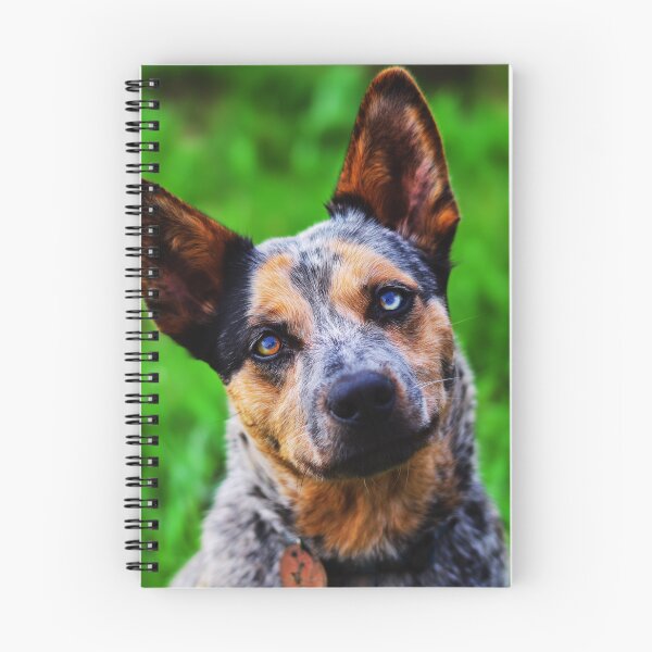 Item preview, Curious Australian Cattle Dog Close-Up designed and sold by TheAnimalZ00.