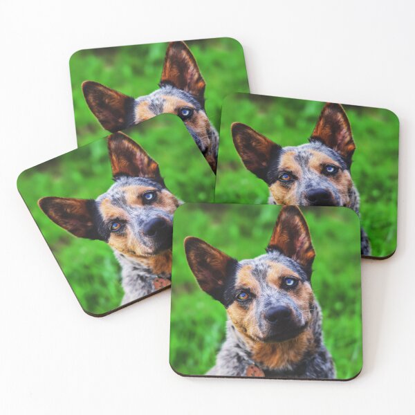 Item preview, Curious Australian Cattle Dog Close-Up designed and sold by TheAnimalZ00.