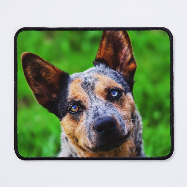 Item preview, Curious Australian Cattle Dog Close-Up designed and sold by TheAnimalZ00.