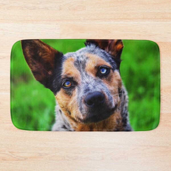 Item preview, Curious Australian Cattle Dog Close-Up designed and sold by TheAnimalZ00.