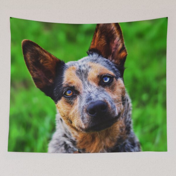Item preview, Curious Australian Cattle Dog Close-Up designed and sold by TheAnimalZ00.