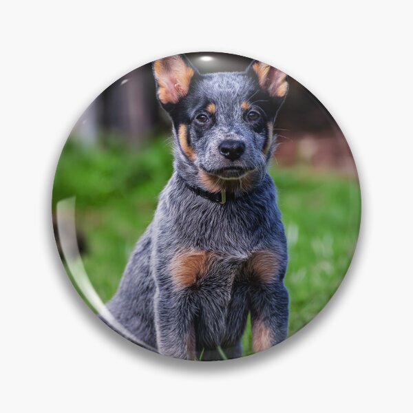 Item preview, Cute Australian Cattle Dog Puppy designed and sold by TheAnimalZ00.