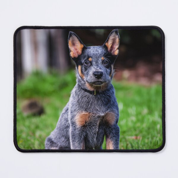 Item preview, Cute Australian Cattle Dog Puppy designed and sold by TheAnimalZ00.