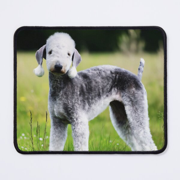 Item preview, Bedlington Terrier Dog Outdoors designed and sold by TheAnimalZ00.